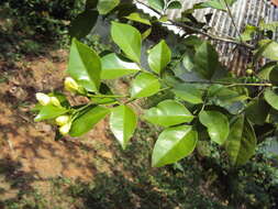 Image of orange jasmine