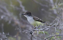 Image of Stolid Flycatcher