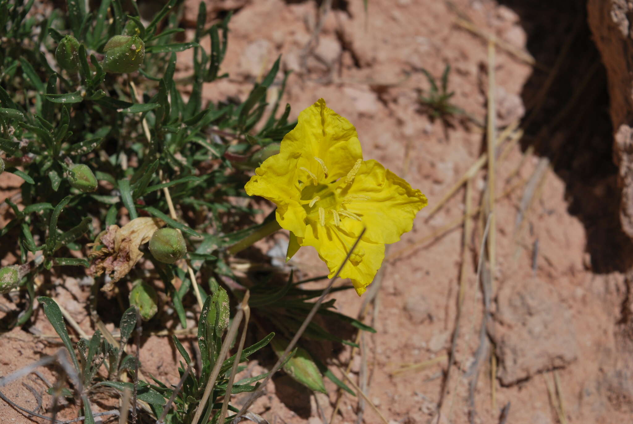 Image of Oenothera lavandulifolia Torr. & Gray