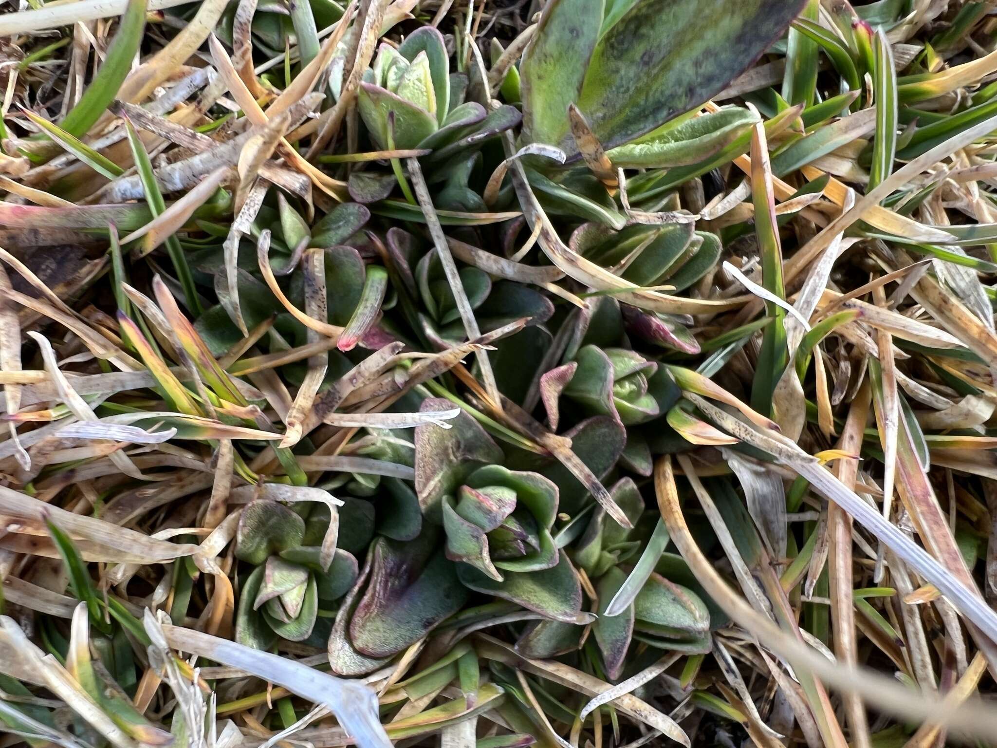 Image of Gentiana brachyphylla subsp. favratii (Rittener) Tutin