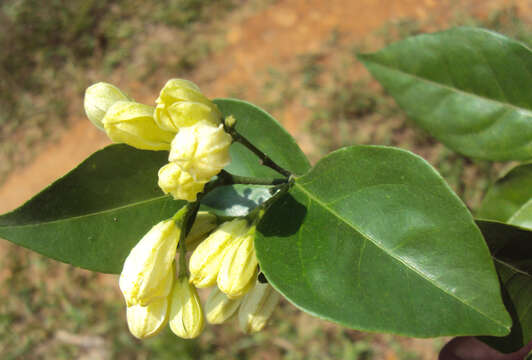 Image of orange jasmine