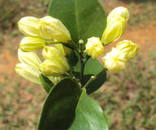 Image of orange jasmine