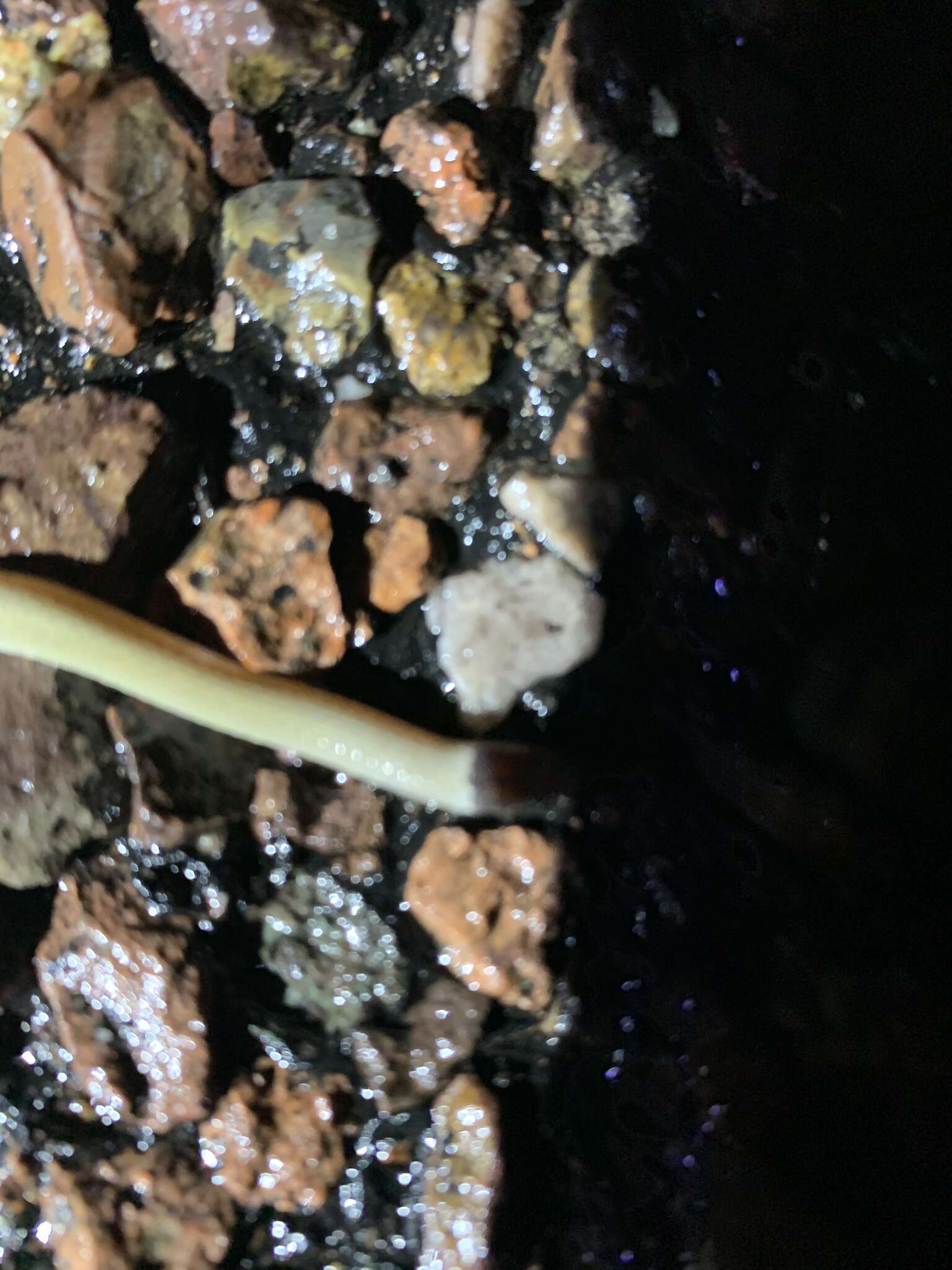 Image of Southwestern Blackhead Snake