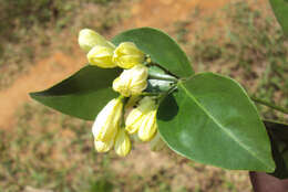 Image of orange jasmine