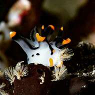 Image of Orange tip black line grey slug