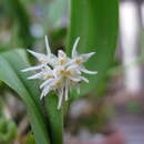 Image of Bulbophyllum stenobulbon C. S. P. Parish & Rchb. fil.