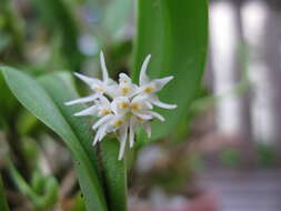 Imagem de Bulbophyllum stenobulbon C. S. P. Parish & Rchb. fil.