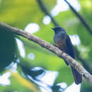 Image of Blue-headed Fantail