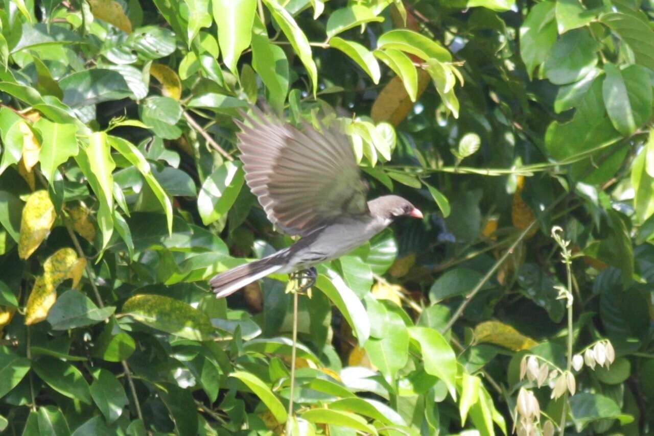 Image of Greater Honeyguide