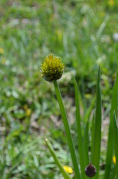 Image of Allium atrosanguineum Schrenk