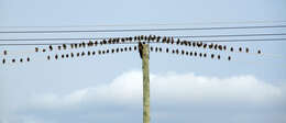 Image of Brown-headed Cowbird