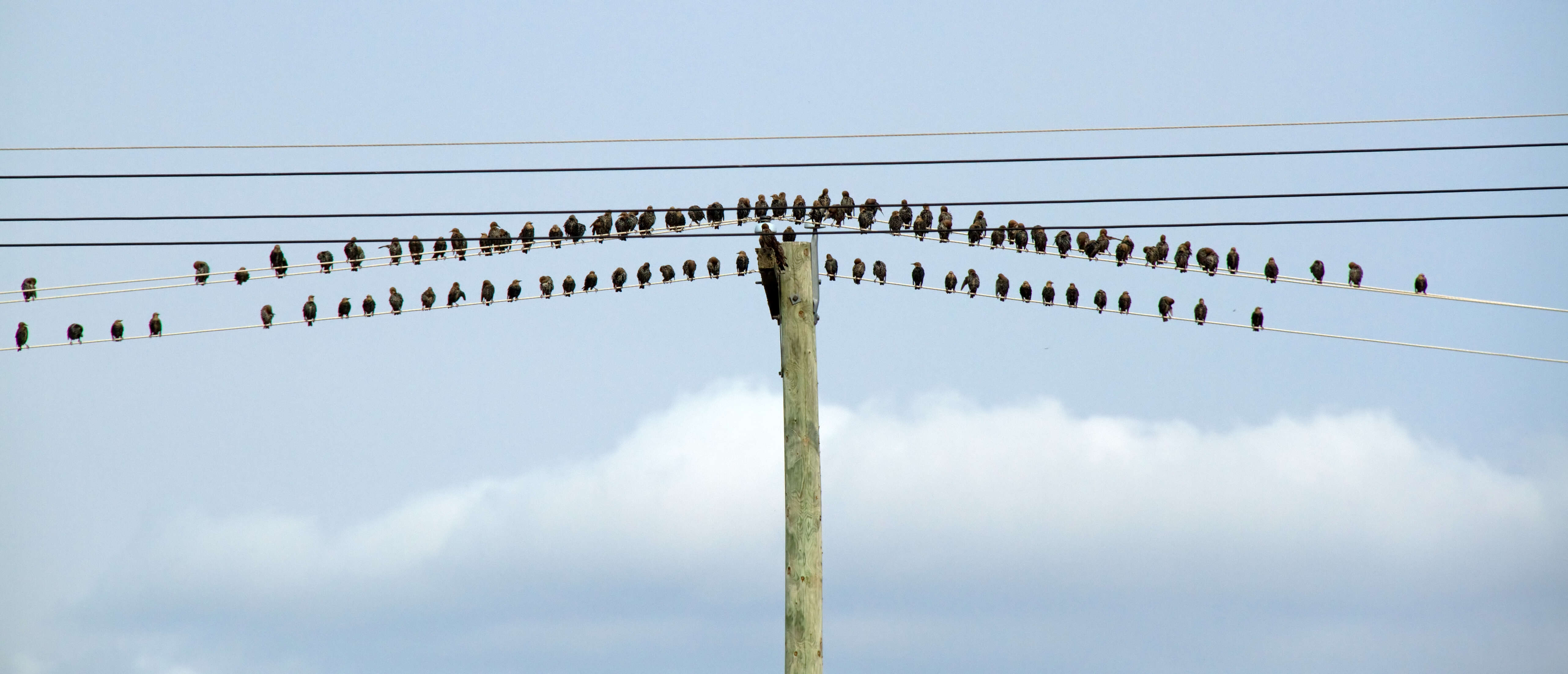 Image of Brown-headed Cowbird