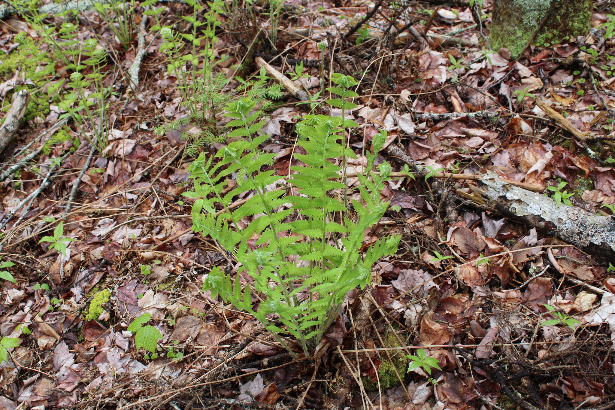 Claytosmunda claytoniana (L.) Metzgar & Rouhan resmi