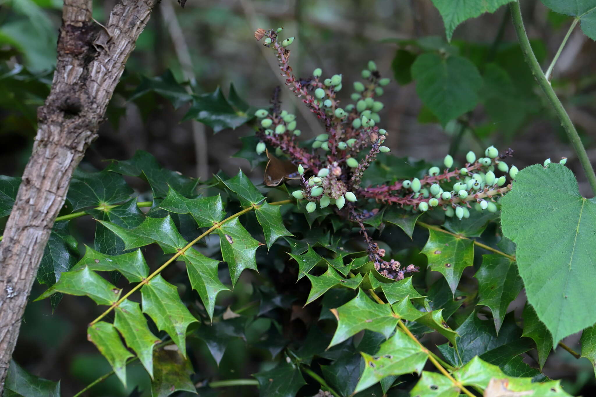 Image of Berberis napaulensis (DC.) Spreng.