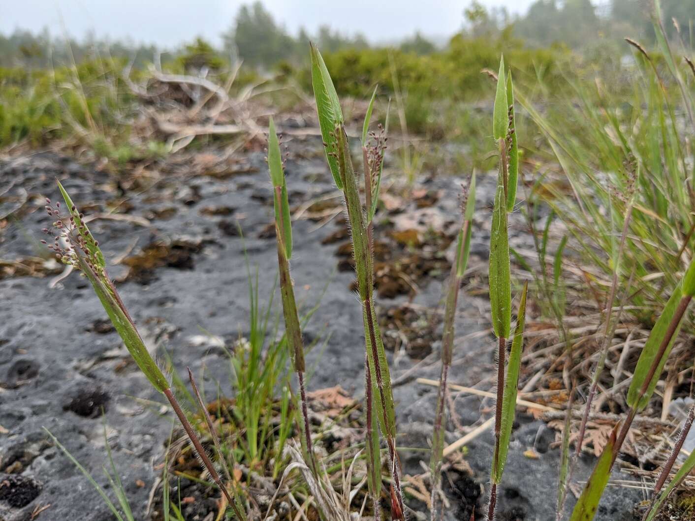 Image of western panicgrass