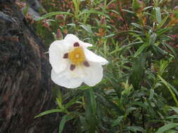 Image of common gum cistus