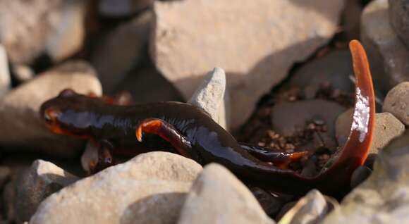 Image of Sierra newt