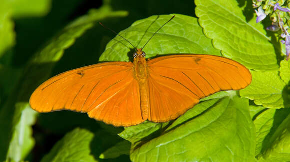 Image of Dryas