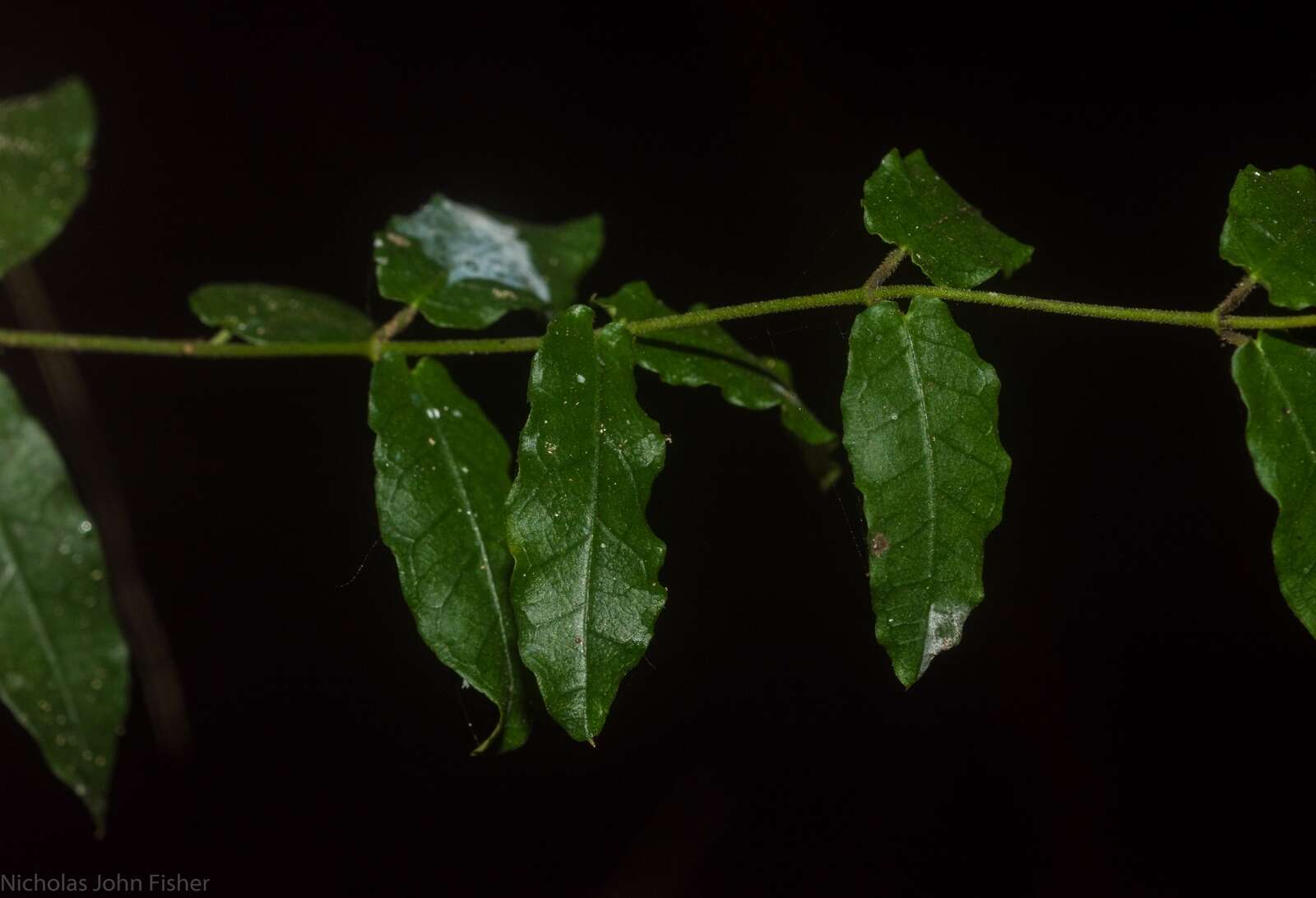 Image of Parsonsia lilacina (F. Müll.) Markgr.