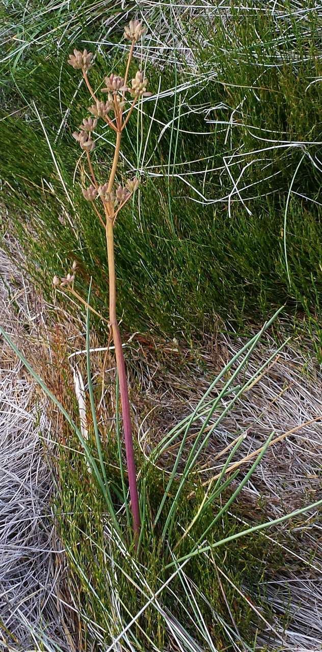 Image of Aciphylla simplicifolia F. Müll. ex Benth.