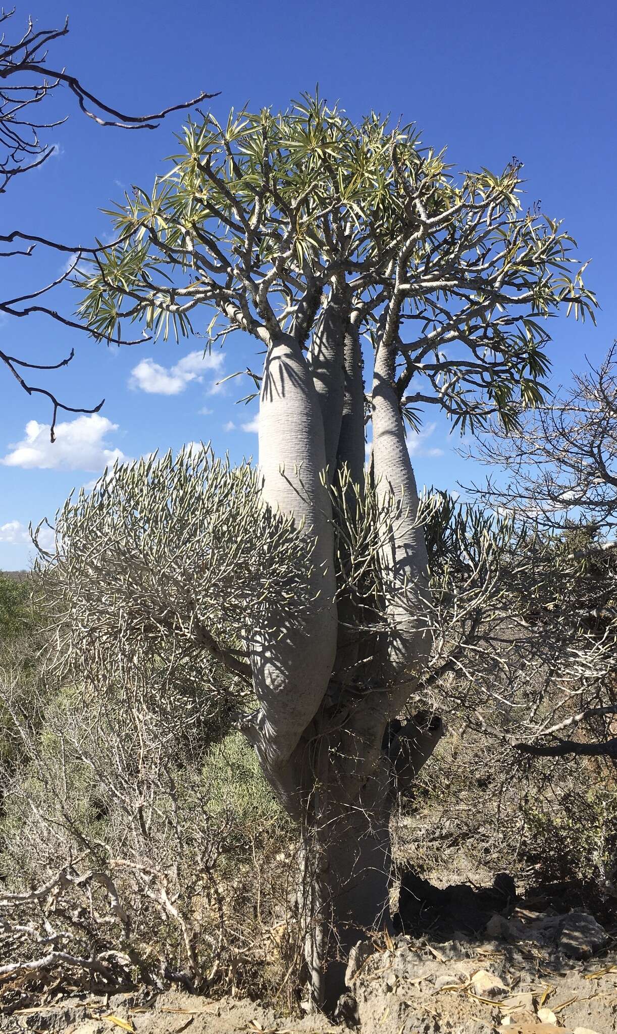 Image of Pachypodium geayi Costantin & Bois