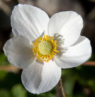 Image of Snowdrop Anemone