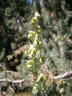 Aconitum anthora L.的圖片