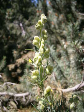 Image of yellow monkshood