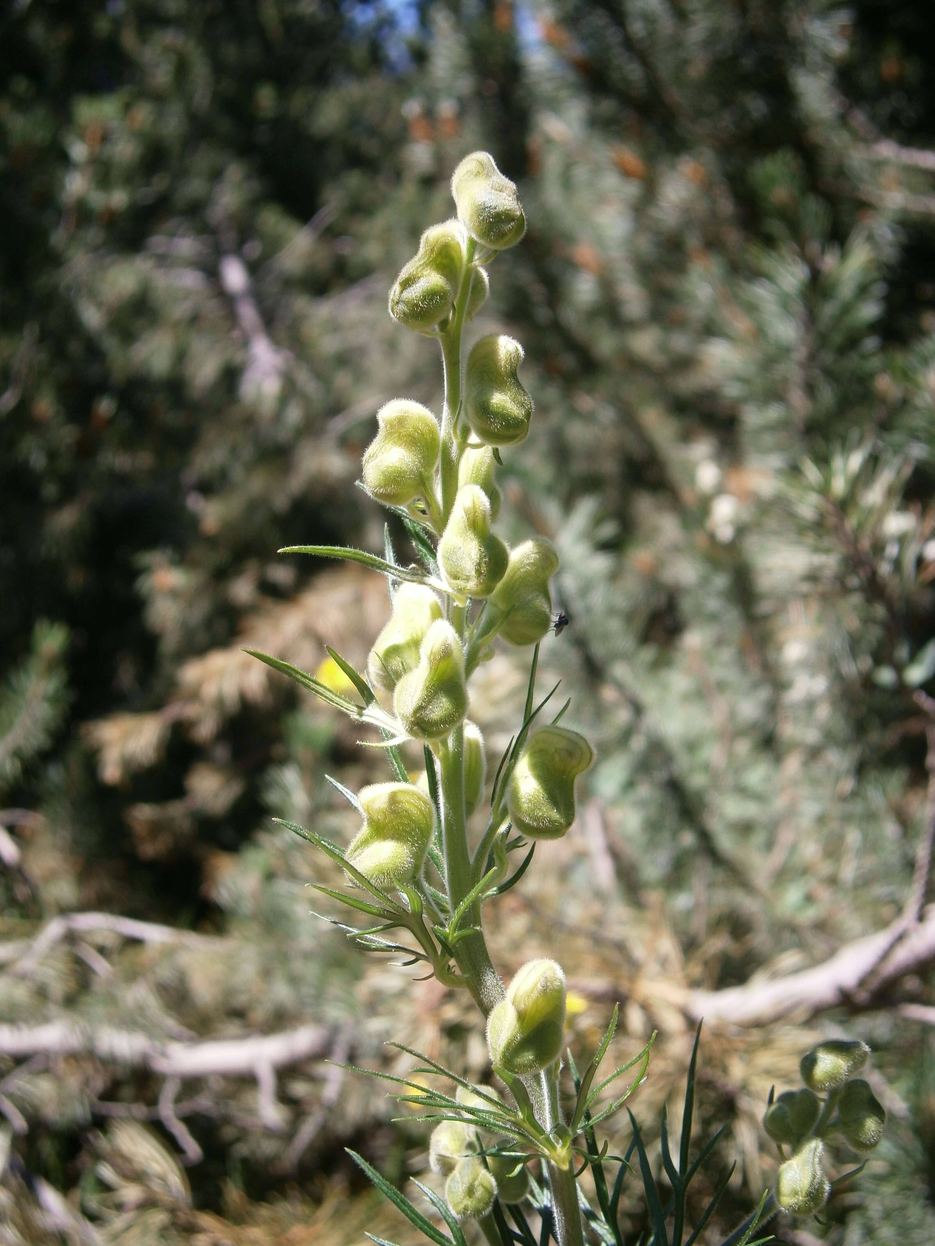 Aconitum anthora L.的圖片