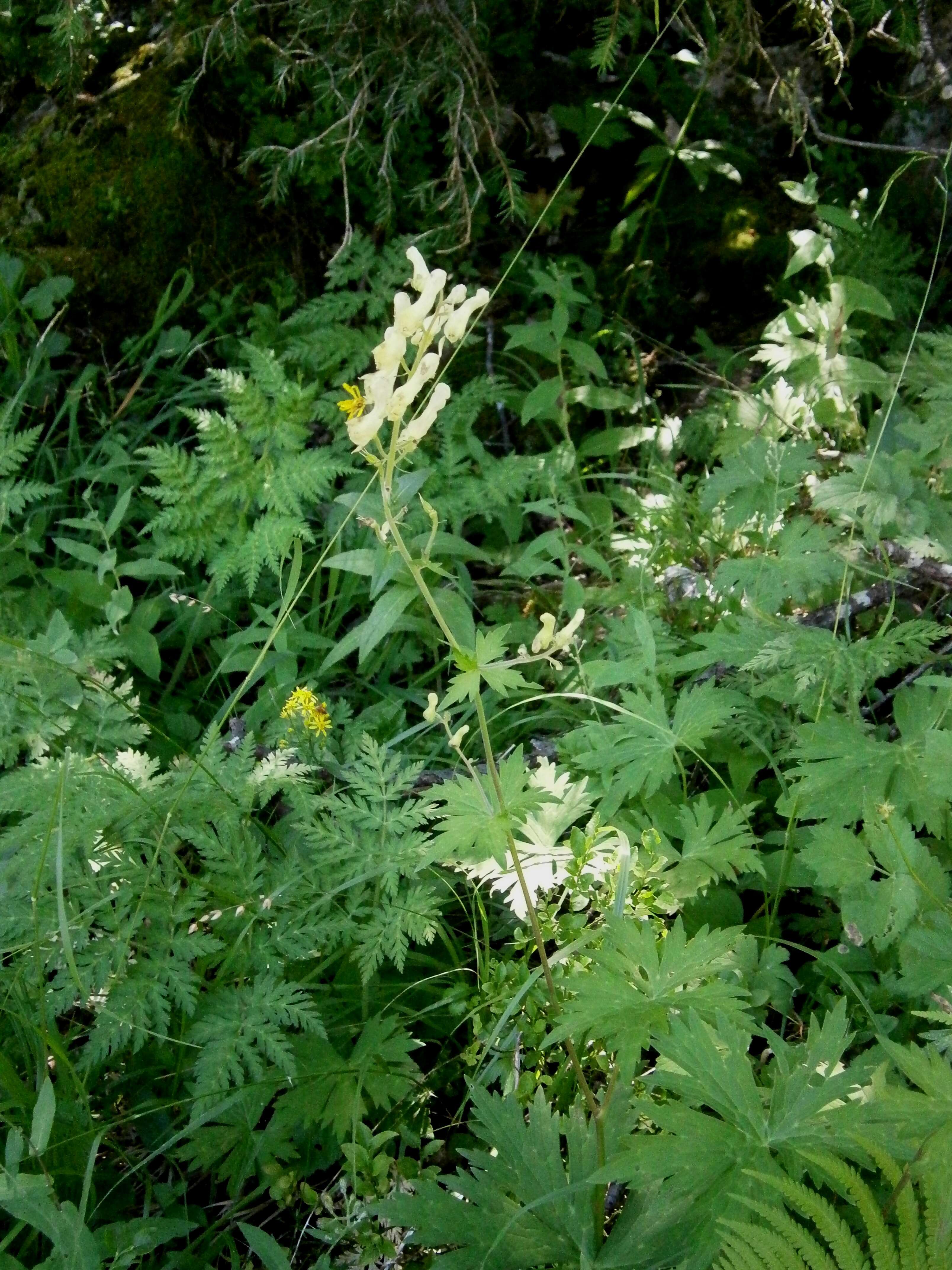 Image of monkshood