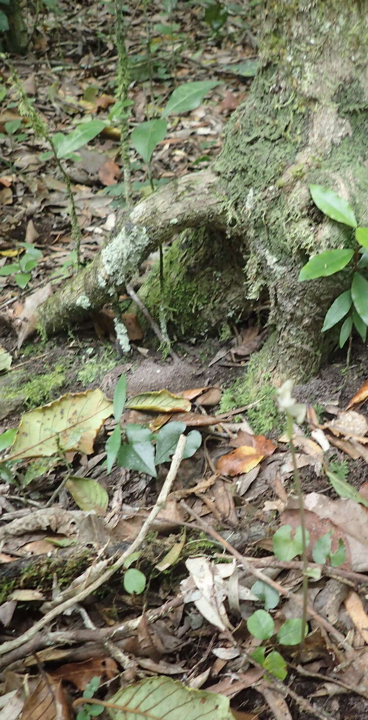 Image of Disperis lindleyana Rchb. fil.