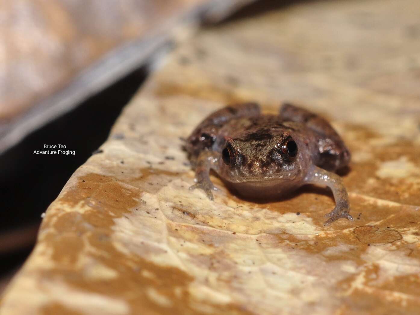 Image of Bornean Chorus Frog