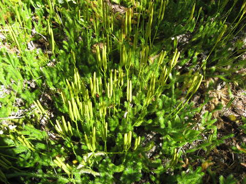 Image of Stag's-horn Clubmoss