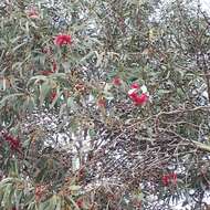 Image de Eucalyptus leucoxylon subsp. megalocarpa D. J. Boland