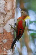 Image of Checker-throated Woodpecker