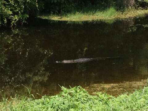 Image of alligators