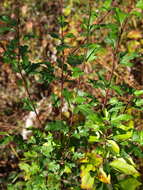Plancia ëd Malus sieboldii subsp. sieboldii