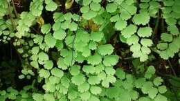 Adiantum amplum C. Presl的圖片