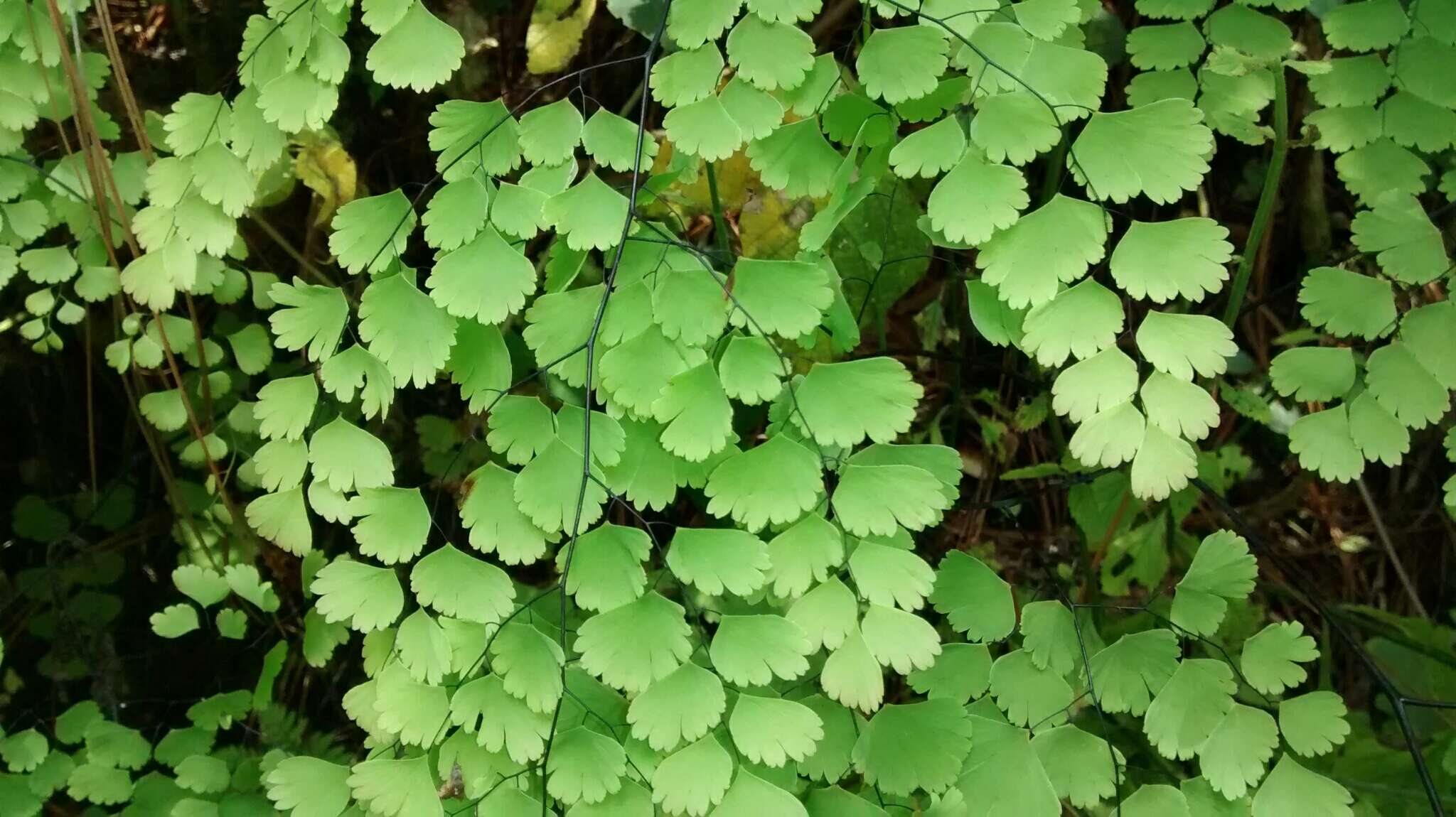 Imagem de Adiantum amplum C. Presl