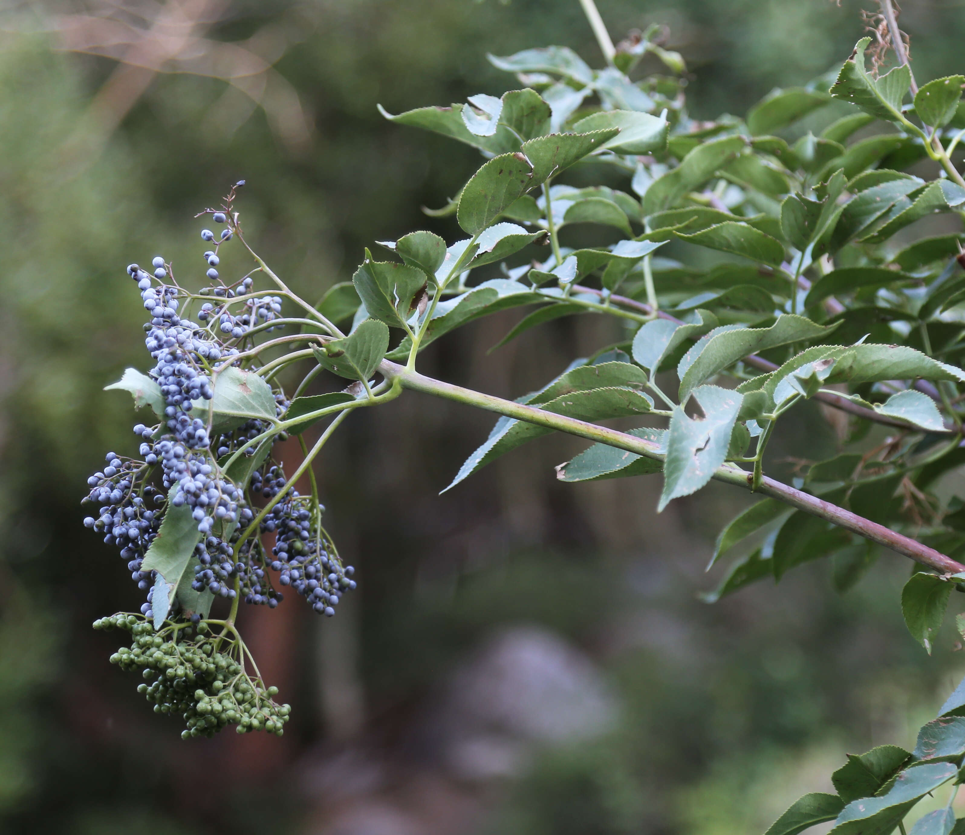 Image of Sambucus cerulea