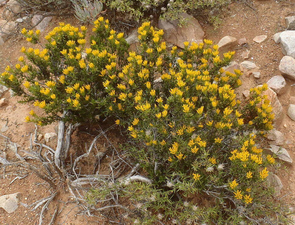 Image of Pteronia paniculata Thunb.