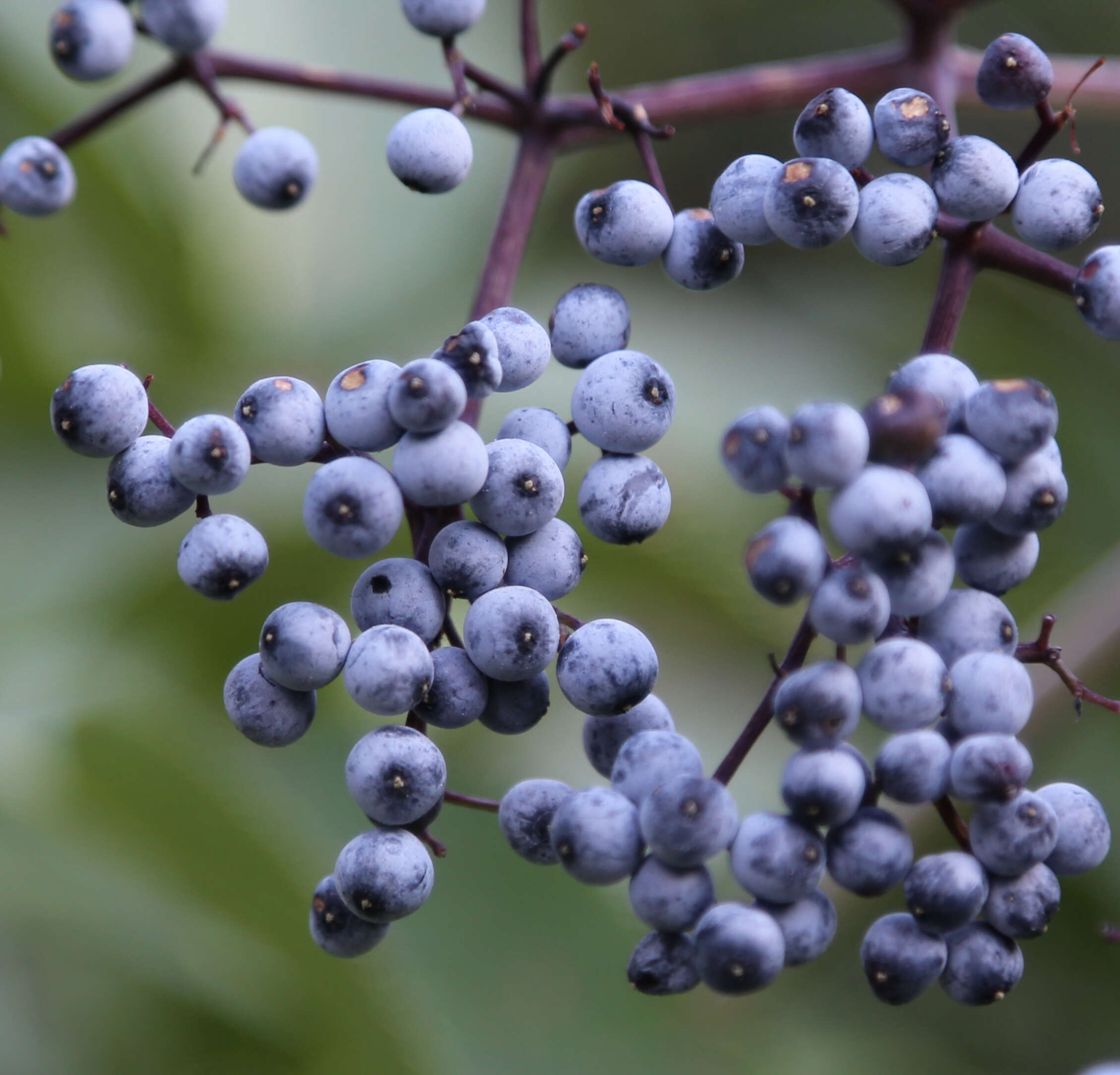 Image of Sambucus cerulea