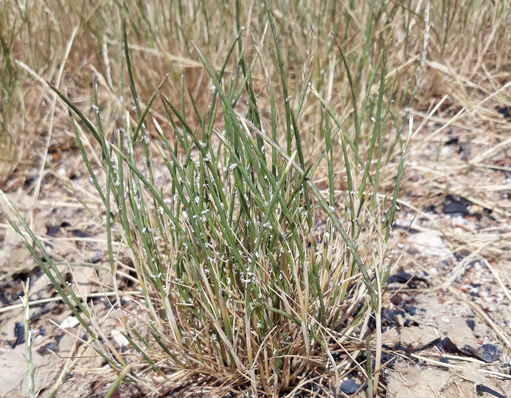 Image of sea hard-grass