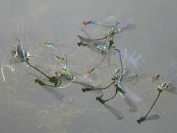 Image of Small Red-Eyed Damselfly