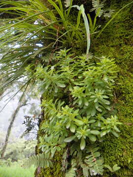 Image of Sedum tortuosum Hemsl.