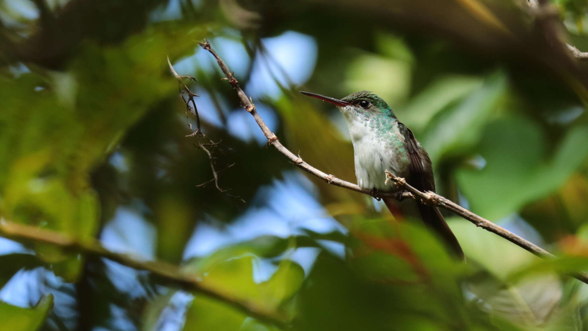 Image of White-bellied Emerald