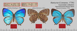 Plancia ëd Arhopala thamyras (Linnaeus 1758)