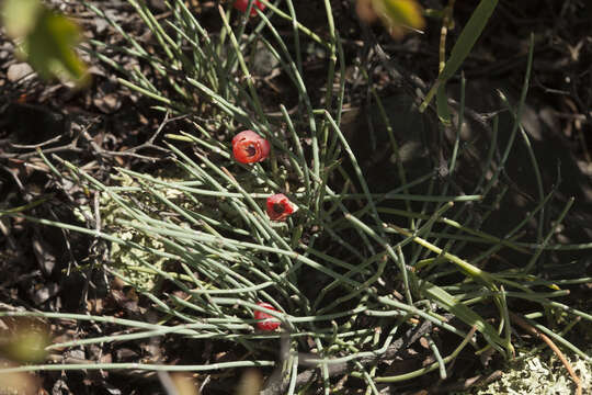 Image of Ephedra monosperma J. G. Gmel. ex C. A. Mey.