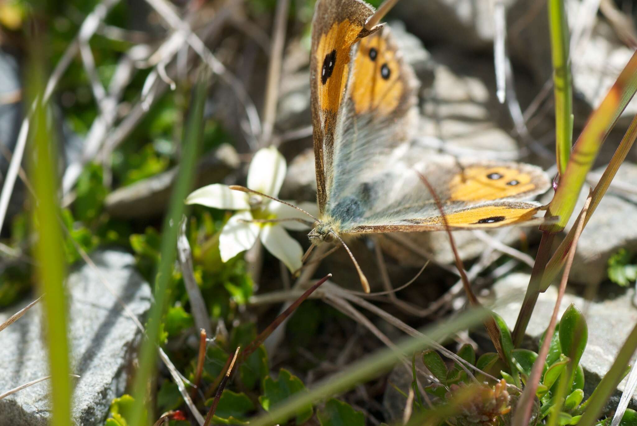 Argyrophenga janitae Craw 1978 resmi