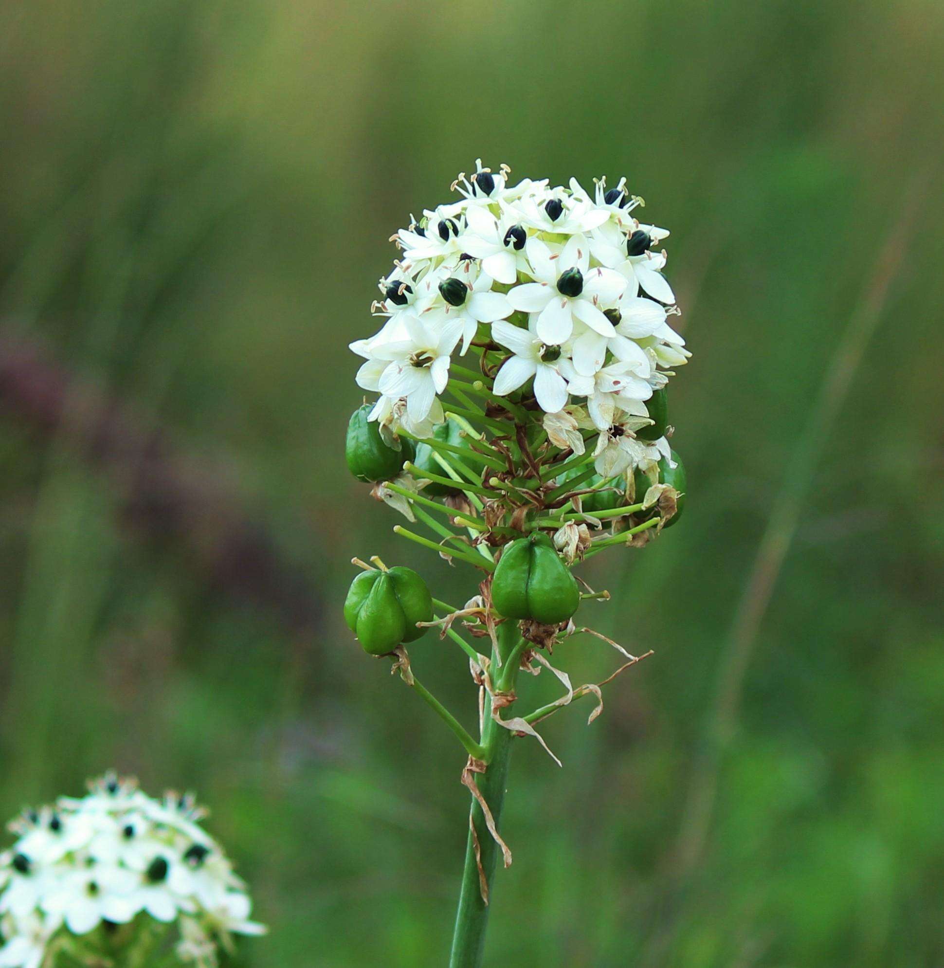 Слика од Ornithogalum saundersiae Baker